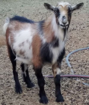 Nigerian Dwarf Dairy goats for sale in NM